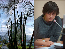 Анна Алимпиева: обрезка каждой липы на Литовском валу обошлась в 22 500 рублей. Не жирновато ли?