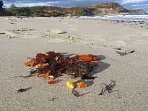 В Калининградской области любители нашли россыпи крупного янтаря