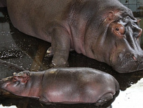 В Калининградском зоопарке временно закрывается зимний павильон бегемотов