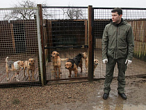 Антон Алиханов рассказал, что будет с бездомными собаками на время ЧМ-2018