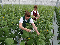 В Калининградской области 40% предприятий, занимающихся сельским хозяйством, являются фермерскими