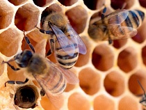 Под Нестеровом владельцу пасеки приказали переехать в другое место