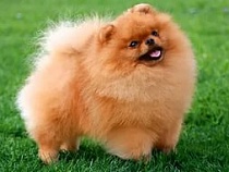 В Калининградской области арестован померанский шпиц