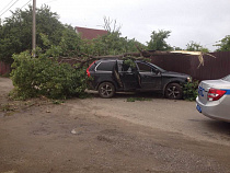 В Калининграде «Вольво» срубил дерево