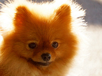 Озверевший хлюст отпинал 58-летнюю хозяйку разнузданного шпица