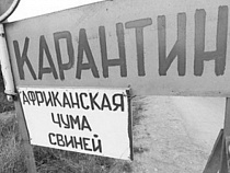 Поляк тайком пытался провезти почти 350 кг свинины