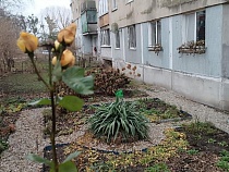 Калининград увидел живую жёлтую аномалию