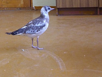 Калининградский рабочий спас птенца чайки (видео)