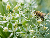 Рецидивист украл у односельчанина поилки для пчел и три дымаря 