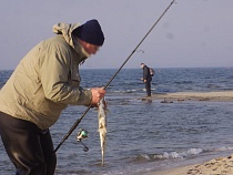 Появилось расписание клёва морской рыбы в Калининградской области