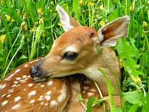 Суд в Калининграде оценил смерть косули в 60 тысяч рублей