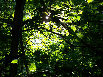 В Калининграде российские и немецкие ученые поговорят об экологии