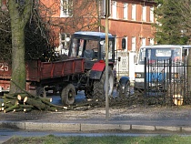 В Калининграде открылась горячая линия по фактам рубки деревьев