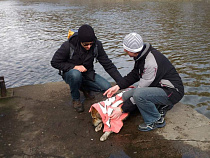 В центре Калининграда в реке тонула собака (фото)