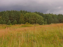 Арендаторы земель Калининградской области должны муниципалитетам 1 млрд рублей