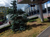 Рекламный щит уничтожает голубую ель в центре Калининграда