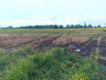 Калининградцы пожаловались на загрязнение реки Злой вблизи свинофермы