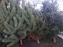 В Калининграде люди на «Лексусах» раскупают ёлки по 6-7 тысяч рублей