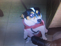 В Светлогорске у покупателя супермаркета украли пса