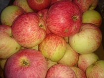 В Калининградской области инвестор из Москвы заложил промышленный сад