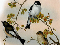 Международный День птиц отметят 1 апреля в Историко-художественном музее