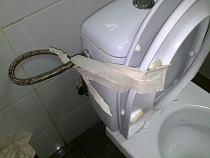 Калининградцам не хватает общественных туалетов