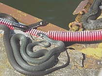 В Калининградской области туристы заметили нашествие ужей