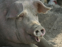 В Калининградской области построят свиноводческий комплекс за 1,3 млрд рублей