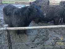В Озёрском районе коровы стоят в загоне по брюхо в грязи  