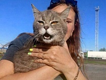 Роскошный кот опробовал зайцем морской путь в Калининградскую область