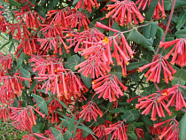 В Зеленоградском районе впервые посадили жимолость