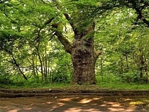 Дуб под Балтийском стал официальным конкурентом дуба в Ладушкине