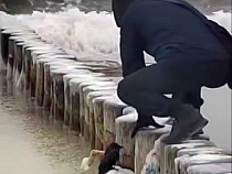 В Зеленоградске показали встречу мужчины со смертью ради чёрной птицы