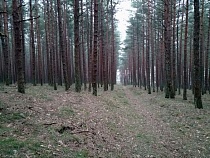 98% экспорта лесоматериалов из Калининградской области направлены в ЕС