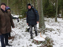 ОНФ: вырубки в Виштынецком парке продолжаются