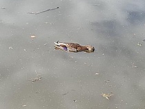 В Верхнем озере Калининграда плавают мёртвые утки