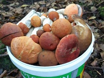 Под Калининградом волчьи лапы привели женщину в заросли грибов