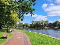 Умирающих уток в центре Калининграда уже заметили из Москвы