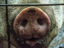 Крик души: жители Правдинского района просят запретить строительство крупного свиноводческого комплекса 