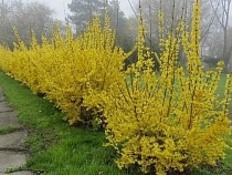 В Калининграде в честь военных высадили 18 форзиций