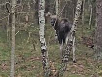 Лосёнок на Куршской косе ищет зверски убитую человеком мать