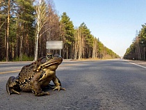 Крупнейшие в России представители древнего вида потрясли людей на косе