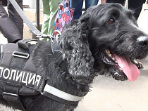 Полиция проводит рейды общественных мест перед Днем города