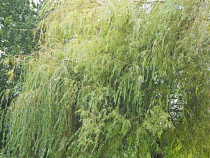 Калининградцем, срубившим ивы на 204 тыс. рублей, займется суд