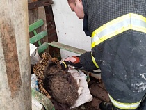 Под Нестеровом из огня вынесли большого кота