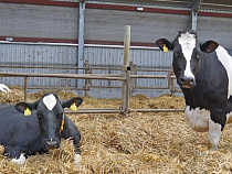 Калининград в тройке лучших регионов по производству молока