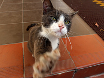 Определены самые популярные породы кошек в Калининградской области (инфографика)