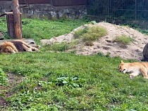 Показали основное занятие льва и львицы в зоопарке Калининграда