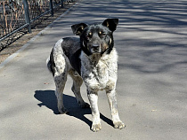 В Янтарном отловили бродячих собак