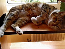 Включать отопление в домах рано - Кропоткин